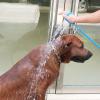 BODYA Pet Hair Shower Spray Head with 2 m Hose, Blue view 4