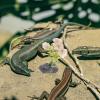 CORHAD Artificial Reptile Terrarium Plants view 4
