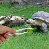 Gatuida 2-Pack 18 cm Glow-in-the-Dark Reptile Feeding Tongs view 4