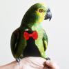 Black Washable Reusable Bird Diaper for Parrots view 3