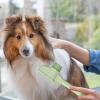Flea Comb for Dog Grooming view 2