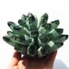 IUYIXWFP Natural Raw Quartz Crystal Cluster, Green Crystal Cluster, 1,000 g view 3