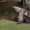 SEWACC Reptile Terrarium Mat, Fiber and Sponge, Breathable and Easy to Clean view 3