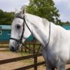 Padded PVC Horse Halter, Size S, with Reins view 4