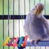 POPETPOP Natural Wood Parrot Swing with Colorful Hammock view 3