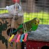 POPETPOP Natural Wood Parrot Swing with Colorful Hammock view 4