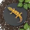 Reptile Sun Platform 15cm Round view 4