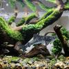 Floating Aquarium Shark Ornament view 4