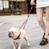 Dog Leash for Medium Dogs | Double Braided Nylon Leash | 1.5 M Sturdy Dog Leash with Comfortable Grip view 2