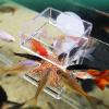 Fish Tank Feeding Bowl with Suction Cup for Aquariums view 3