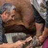 HOLIDYOYO Hoof Care and Horseshoe Repair Tool for Sheep and Camels view 3