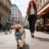 Adjustable Dog Harness with Quick Release view 2