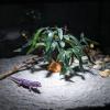 Artificial Realistic Green Plants for Reptile Terrariums view 3