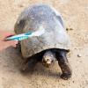 NOLITOY Turtle Cleaning Brushes - 2 Pack view 3