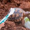 NOLITOY Turtle Cleaning Brushes - 2 Pack view 4
