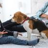 HOOTNEE Round Pet Tag Clips - Zinc Alloy, Rust Resistant, Lightweight view 4