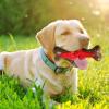 2026 Durable Dog Chew Toy with Fragment-Free Design, Green, 16 cm view 2