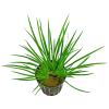 Aquasabi - Acorus gramineus 'Pusillus' - Dwarf Calamus - 5 cm Pot view 1