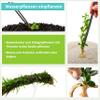 Aquasabi - Acorus gramineus 'Pusillus' - Dwarf Calamus - 5 cm Pot view 4