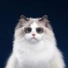 Dog/Cat Costume Glasses, Photo Props, Windproof view 3