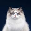 Pet Sunglasses for Dogs and Cats view 2