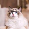Pet Sunglasses for Dogs and Cats view 3