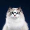 Pet Sunglasses for Small Animals view 2