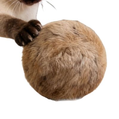 Cat Ball Toy, Gentle Training Toy for Young Cats