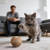 Cat Ball Toy, Gentle Training Toy for Young Cats view 2
