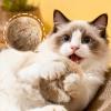 Cat Ball Toy, Gentle Training Toy for Young Cats view 4
