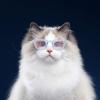 Bsbkoj Pet Costume Glasses view 2