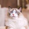 Bsbkoj Pet Costume Glasses view 3