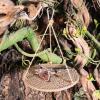 Bearded Dragon Swing Hammock view 3