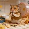 Warm Winter Tank Top for Hamsters view 3