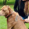 Double-Sided Undercoat Rake for Dogs view 3