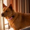 Hyhug Durable Dog Collar for Medium Dogs, Pink view 4
