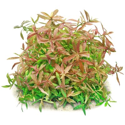 Aquasabi Hygrophila polysperma 'Rosanervig' Sunset Hygrophila, 5 cm Pot