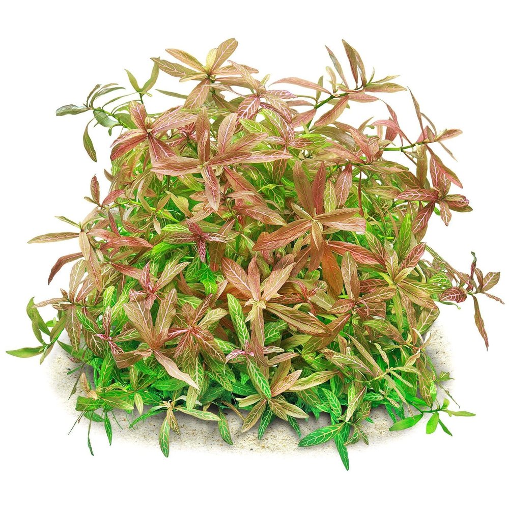 Aquasabi Hygrophila polysperma 'Rosanervig' Sunset Hygrophila, 5 cm Pot