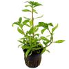 Aquasabi Hygrophila polysperma 'Rosanervig' Sunset Hygrophila, 5 cm Pot view 2