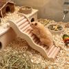 Versatile Hamster Hideout and Exploration Tunnel view 2
