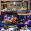 AQCDPJYU Artificial Aquarium Coral Decorations, Resin Aquascaping Ornaments (A) view 4