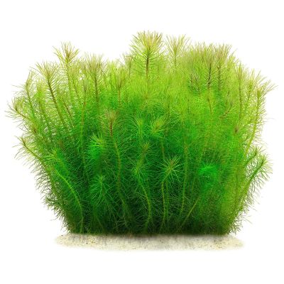 Aquasabi Pogostemon deccanensis ('erectus') Indian Star Plant, 5 cm Pot