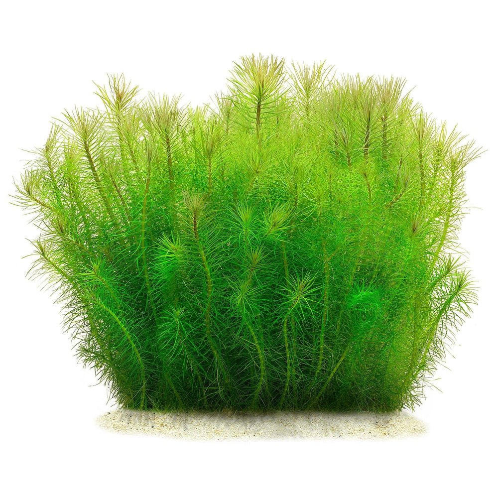 Aquasabi Pogostemon deccanensis ('erectus') Indian Star Plant, 5 cm Pot