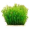 Aquasabi Pogostemon deccanensis ('erectus') Indian Star Plant, 5 cm Pot view 1