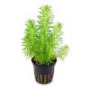 Aquasabi Pogostemon deccanensis ('erectus') Indian Star Plant, 5 cm Pot view 2