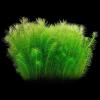 Aquasabi Pogostemon deccanensis ('erectus') Indian Star Plant, 5 cm Pot view 3