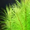 Aquasabi Pogostemon deccanensis ('erectus') Indian Star Plant, 5 cm Pot view 4