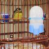 Hemobllo Automatic Bird Feeder and Water Dispenser view 3