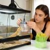 Reptile Humidifier view 2