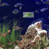 FOMIYES Large Acrylic Betta Tunnel view 4